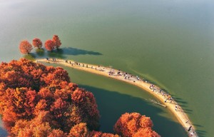 （火爆）12.13【上海出发·浙江红杉季限定单日线】石井水畔轻徒步+麻岙水库红杉秘境