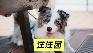 3.14周六上海出发｜带毛孩子逛韩岭老街、游东钱湖小普陀！宠物友好一日轻旅行