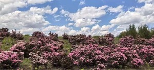 【花开滇西北】6天·2-12人精品团丽江|千湖山秘境|香格里拉|无底湖|普达措国家公园|秘境塔城|云上格拉丹|九十九龙潭