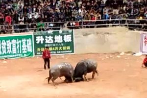 实拍贵州斗牛