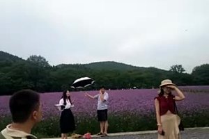 湖南最大的薰衣草庄园