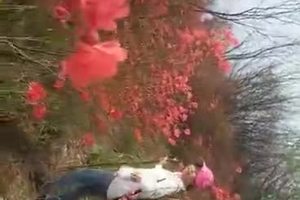 南岳翠鹫峰杜鹃花