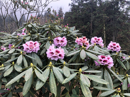 3月28【周六】车程近，云端瑶池附近的花海秘境——龙池杜鹃