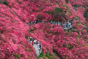 4月22-30【9天】一次把超美的杜鹃都看了，云雾山，龟峰山，大别山，大围山，武功山，九日行