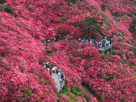 4月22-30【9天】一次把超美的杜鵑都看了，云霧山，龜峰山，大別山，大圍山，武功山，九日行