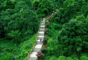 5月1【周五】打卡拿奖牌！千年皇茶园，被低估的绿光森林路线——蒙顶山