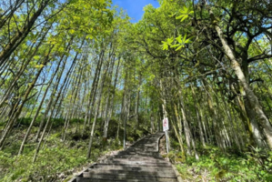 5月2【周六】免门票！打野菜！记得提前预约0元票，老少皆宜——西岭雪山