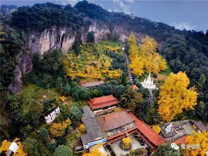 11月21【周四】成都十大树王,银杏九子连珠——白岩寺