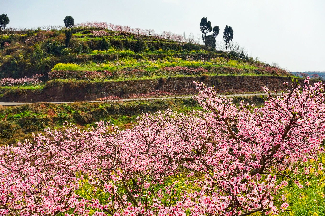 3月16(周六)幸福密码——桃花下的幸福古村