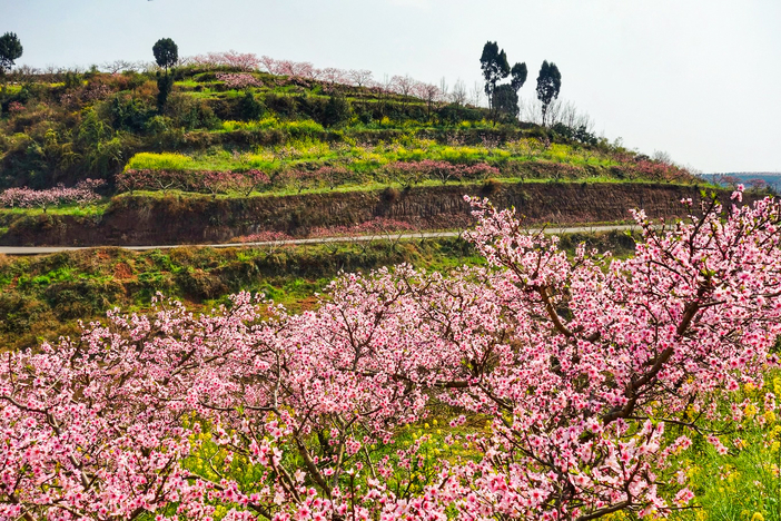 3月16(周六)幸福密码—桃花下的幸福古村