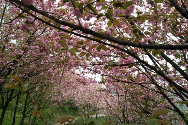 4月9【周天】赏观赏樱花，逛云端步道——九龙穿金凤山