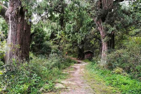 6月18【周天】秦皇坑蜀王去拉金牛修的？梦回秦汉，重走皇柏古道——金牛道