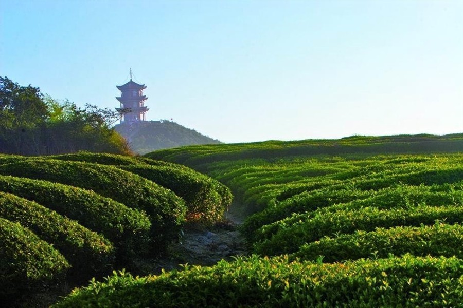 6月8【周六】漏天之盖1700年,树冠漫步皇茶园——蒙顶山