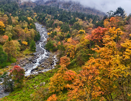 11月8【周六】红叶正艳！邂逅一场秋日童话，错过又要等一年！还能拿奖牌——喇叭河