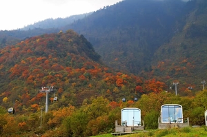 11月9【周天特惠】58元！免门票！西岭的油画世界，一场关于彩林的视觉盛宴——西岭雪山