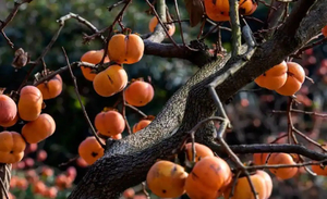 11月8【周六】人逢喜“柿”精神爽，蜀道遗韵与豆腐飘香！——窑湾柿子+青林口古镇