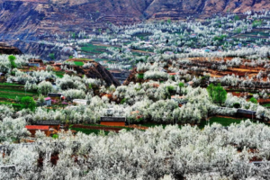 3月14-15【2天】雪域江南的万亩梨花，这里是川西最极致的白！——金川梨花