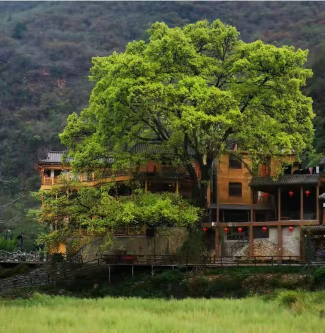 简篇-【去花开的地方,寻找春的色彩与芬芳】随风2026,3月 云南-10天大环线游