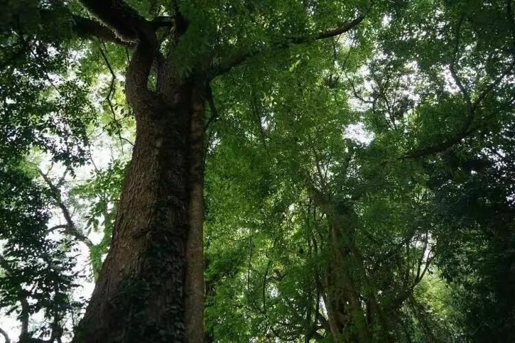 简篇-【去花开的地方,寻找春的色彩与芬芳】随风2026,3月 云南-10天大环线游