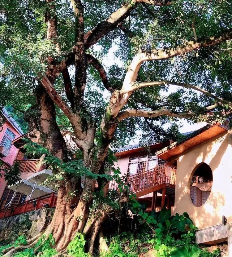 简篇-【去花开的地方,寻找春的色彩与芬芳】随风2026,3月 云南-10天大环线游