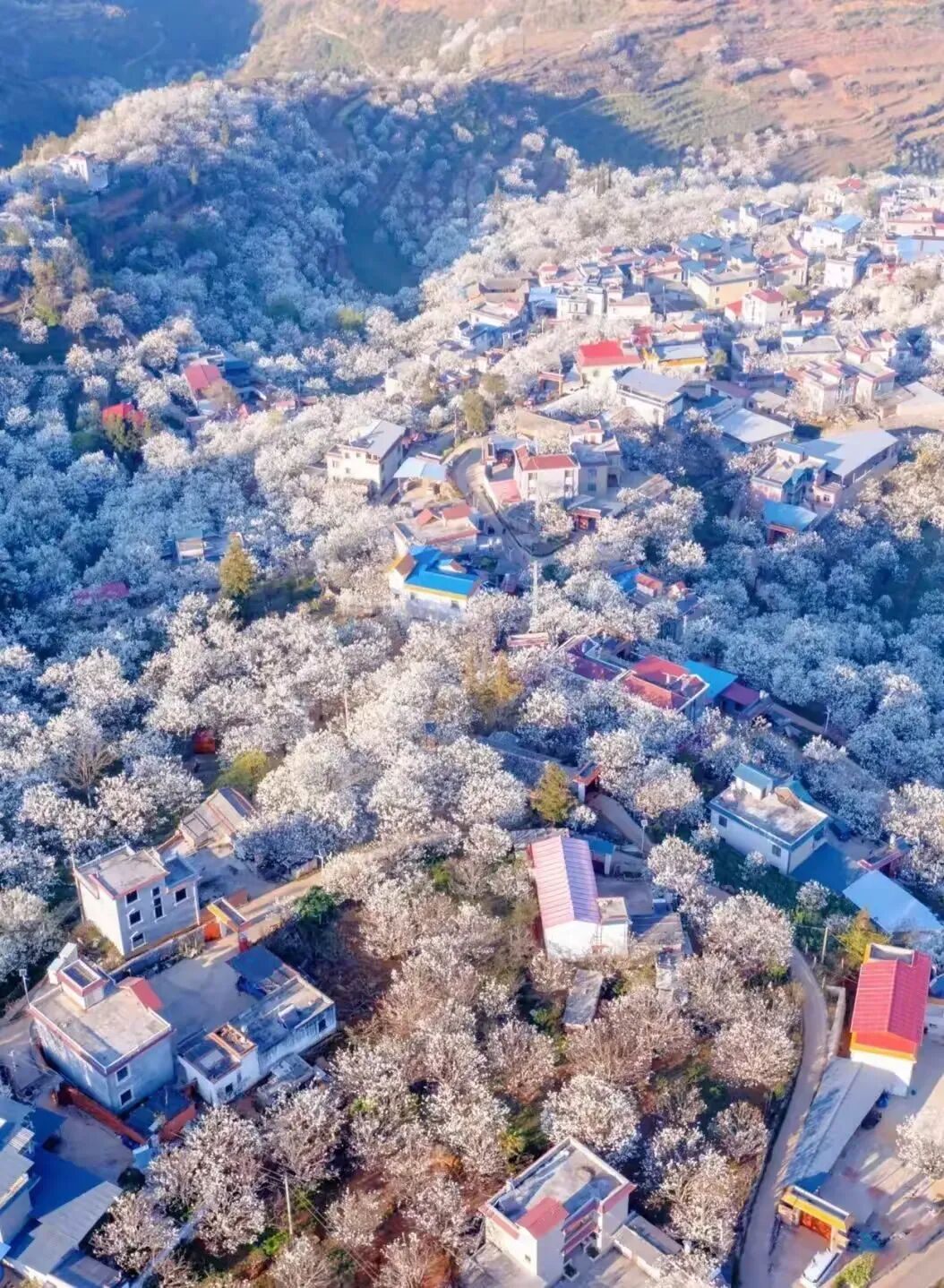 简篇-【去花开的地方,寻找春的色彩与芬芳】随风2026,3月 云南-10天大环线游