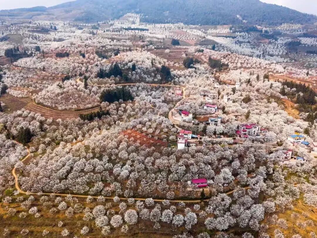 简篇-【去花开的地方,寻找春的色彩与芬芳】随风2026,3月 云南-10天大环线游