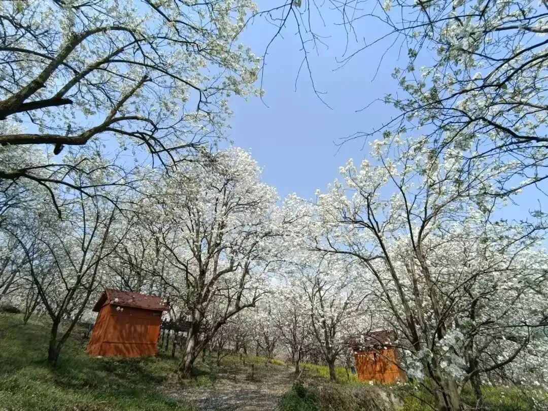 简篇-【去花开的地方,寻找春的色彩与芬芳】随风2026,3月 云南-10天大环线游