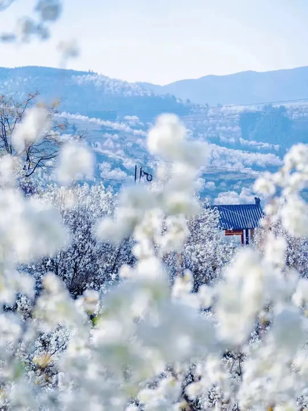 简篇-【去花开的地方,寻找春的色彩与芬芳】随风2026,3月 云南-10天大环线游