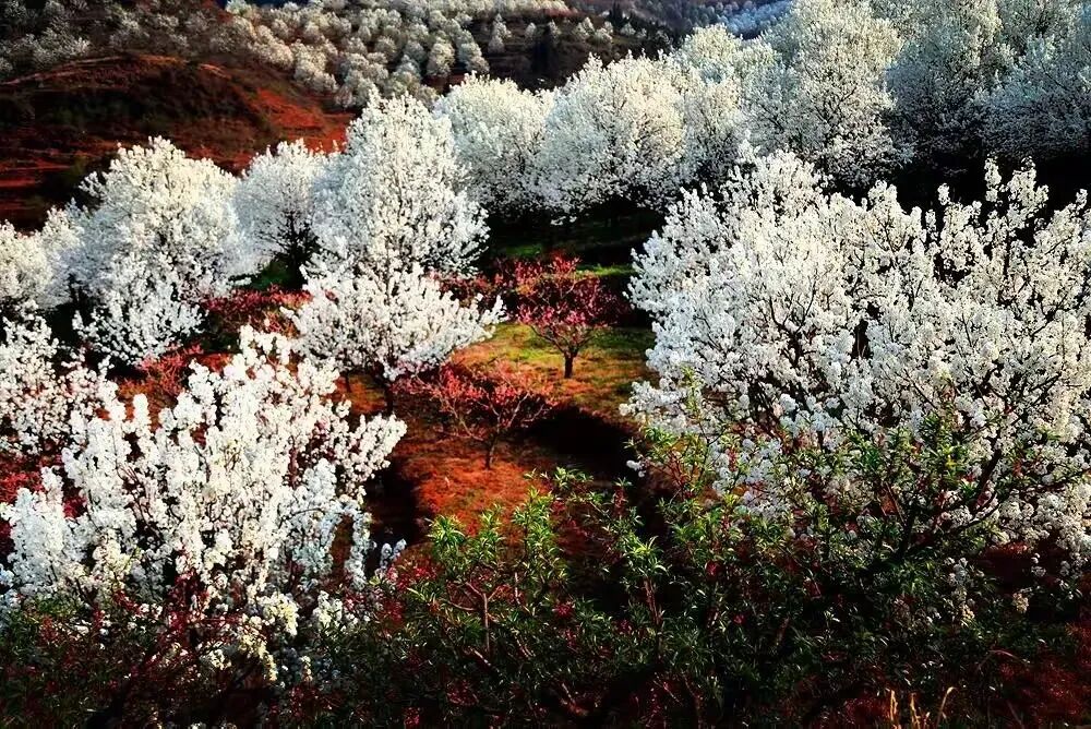 简篇-【去花开的地方,寻找春的色彩与芬芳】随风2026,3月 云南-10天大环线游