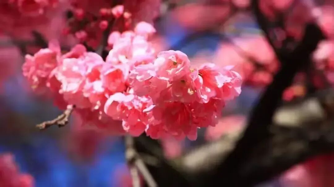 简篇-【去花开的地方,寻找春的色彩与芬芳】随风2026,3月 云南-10天大环线游