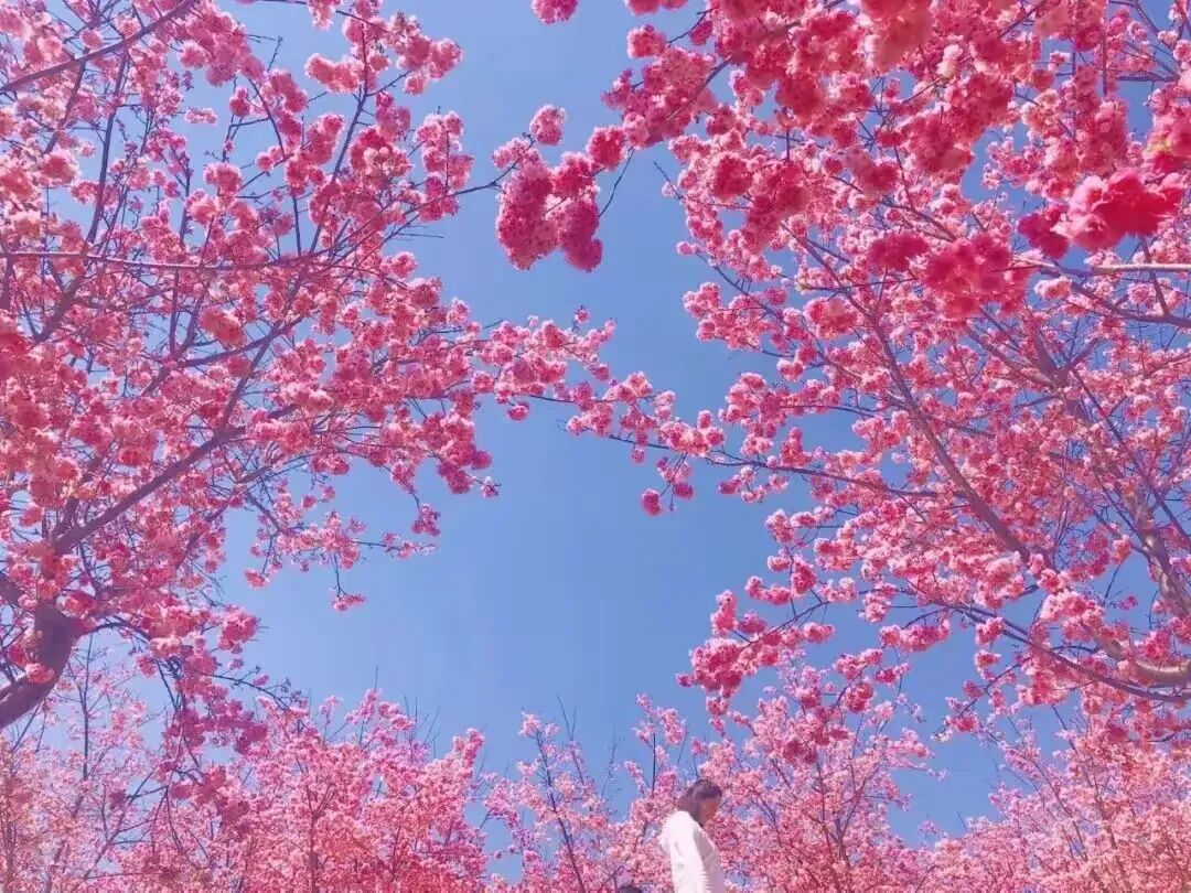 简篇-【去花开的地方,寻找春的色彩与芬芳】随风2026,3月 云南-10天大环线游