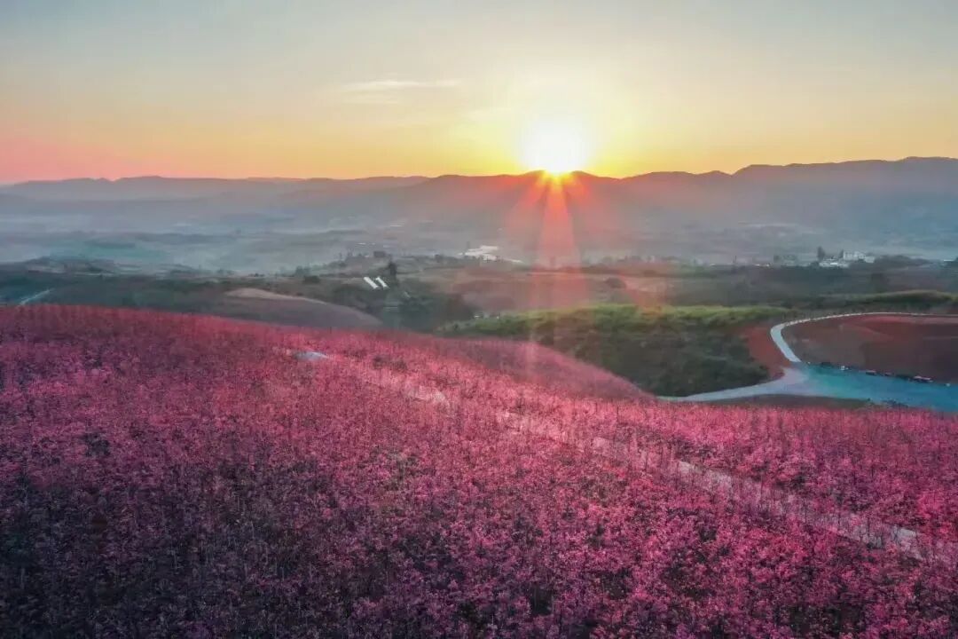 简篇-【去花开的地方,寻找春的色彩与芬芳】随风2026,3月 云南-10天大环线游