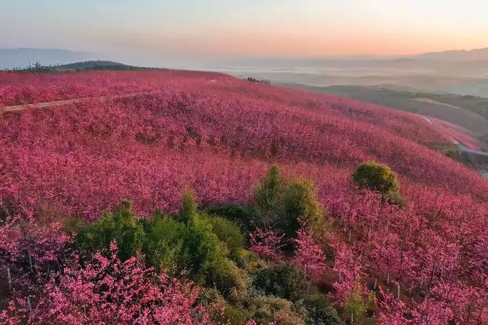 简篇-【去花开的地方,寻找春的色彩与芬芳】随风2026,3月 云南-10天大环线游