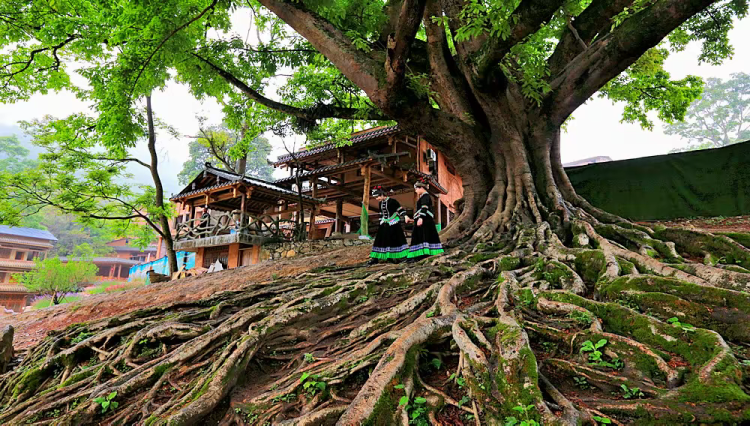 简篇-【去花开的地方,寻找春的色彩与芬芳】随风2026,3月 云南-10天大环线游