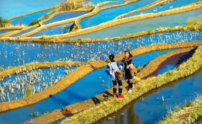 简篇-【去花开的地方,寻找春的色彩与芬芳】随风2026,3月 云南-10天大环线游