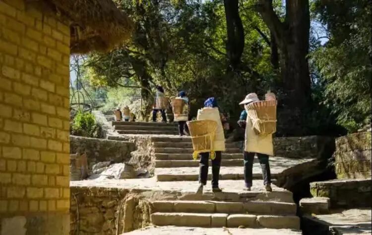 简篇-【去花开的地方,寻找春的色彩与芬芳】随风2026,3月 云南-10天大环线游