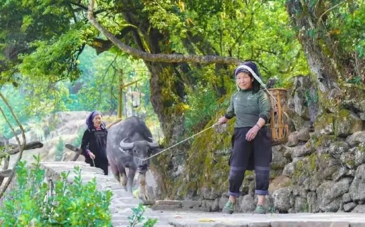 简篇-【去花开的地方,寻找春的色彩与芬芳】随风2026,3月 云南-10天大环线游