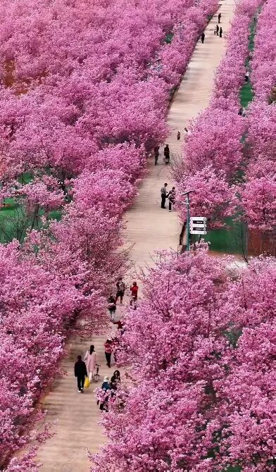 简篇-【去花开的地方,寻找春的色彩与芬芳】随风2026,3月 云南-10天大环线游