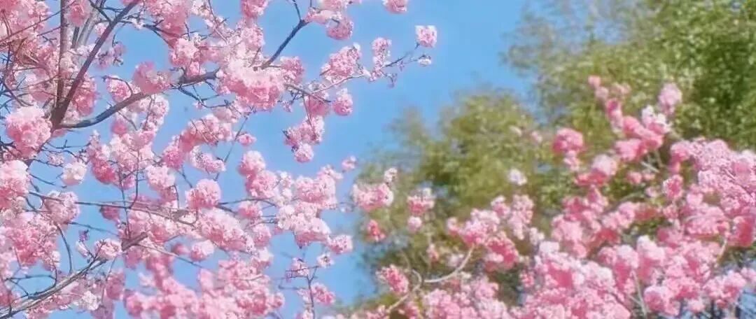 简篇-【去花开的地方,寻找春的色彩与芬芳】随风2026,3月 云南-10天大环线游