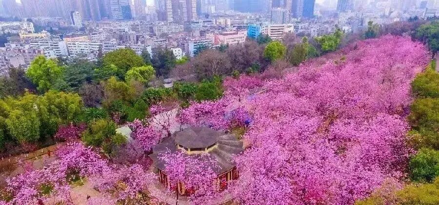 简篇-【去花开的地方,寻找春的色彩与芬芳】随风2026,3月 云南-10天大环线游