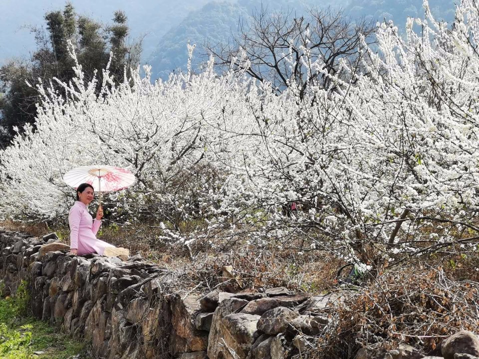 从化吕田李花拍摄