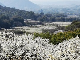 从化吕田李花拍摄