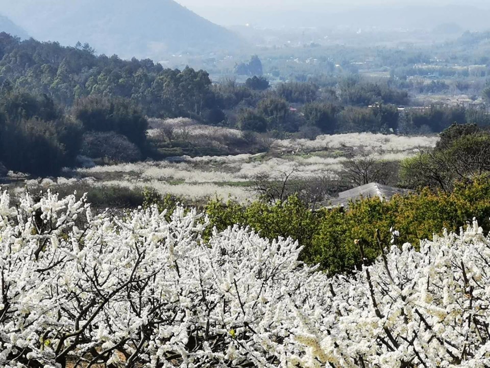 从化吕田李花拍摄