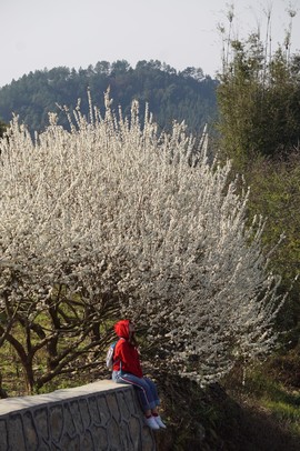 从化吕田李花拍摄