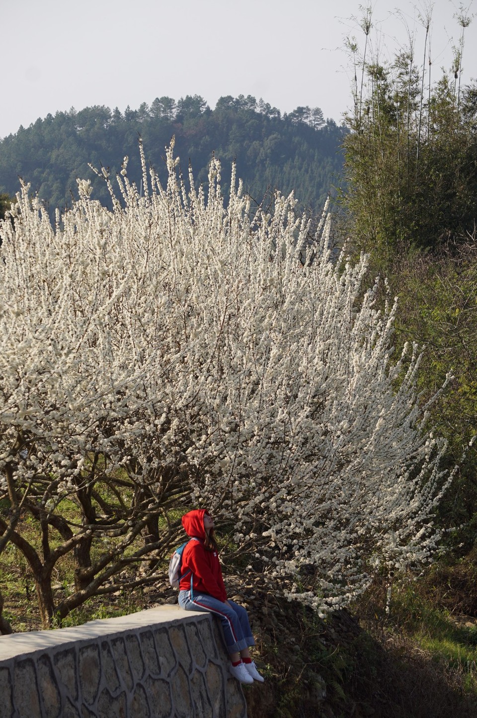 从化吕田李花拍摄