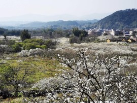 从化吕田李花拍摄