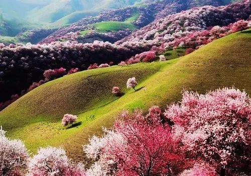 新疆伊犁杏花沟
