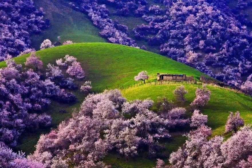 新疆伊犁杏花沟