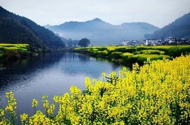 江西婺源三月油菜花