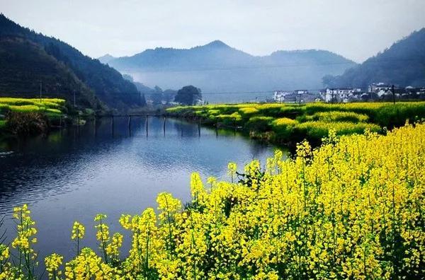 江西婺源三月油菜花